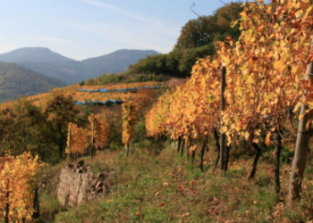 Domaine Bott - Geyl